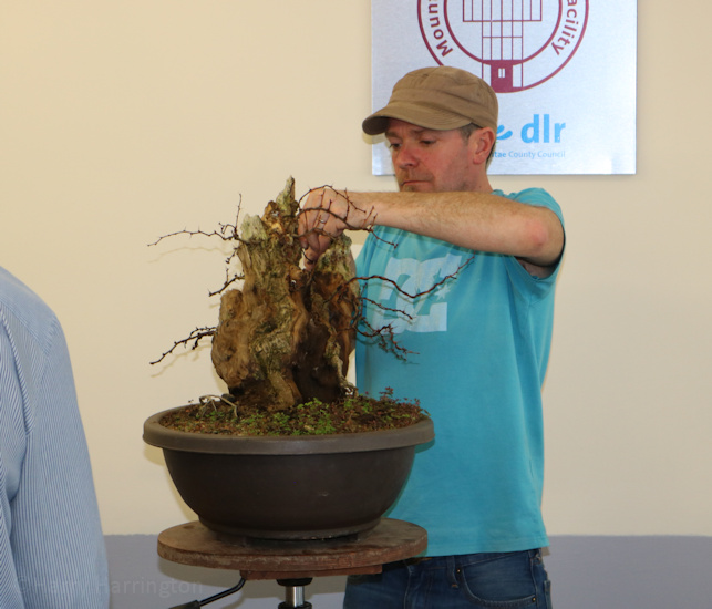 berberis bonsai